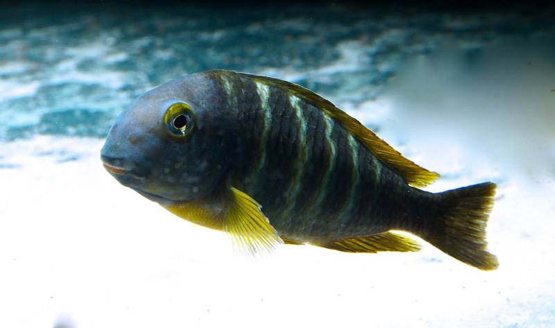 Tropheus sp. 'lukuga' Kalemie